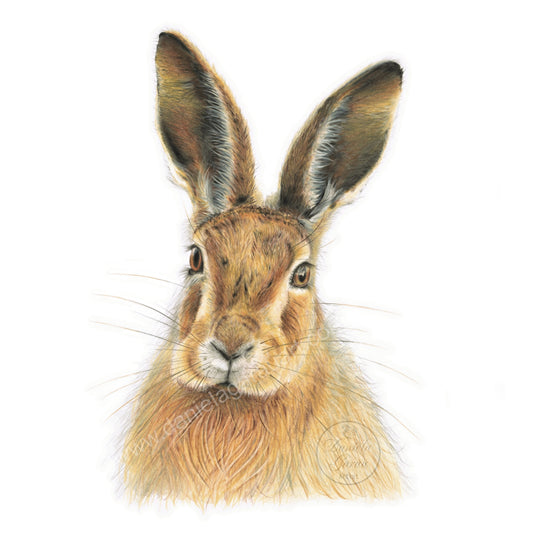 European Hare - Limited Edition Print