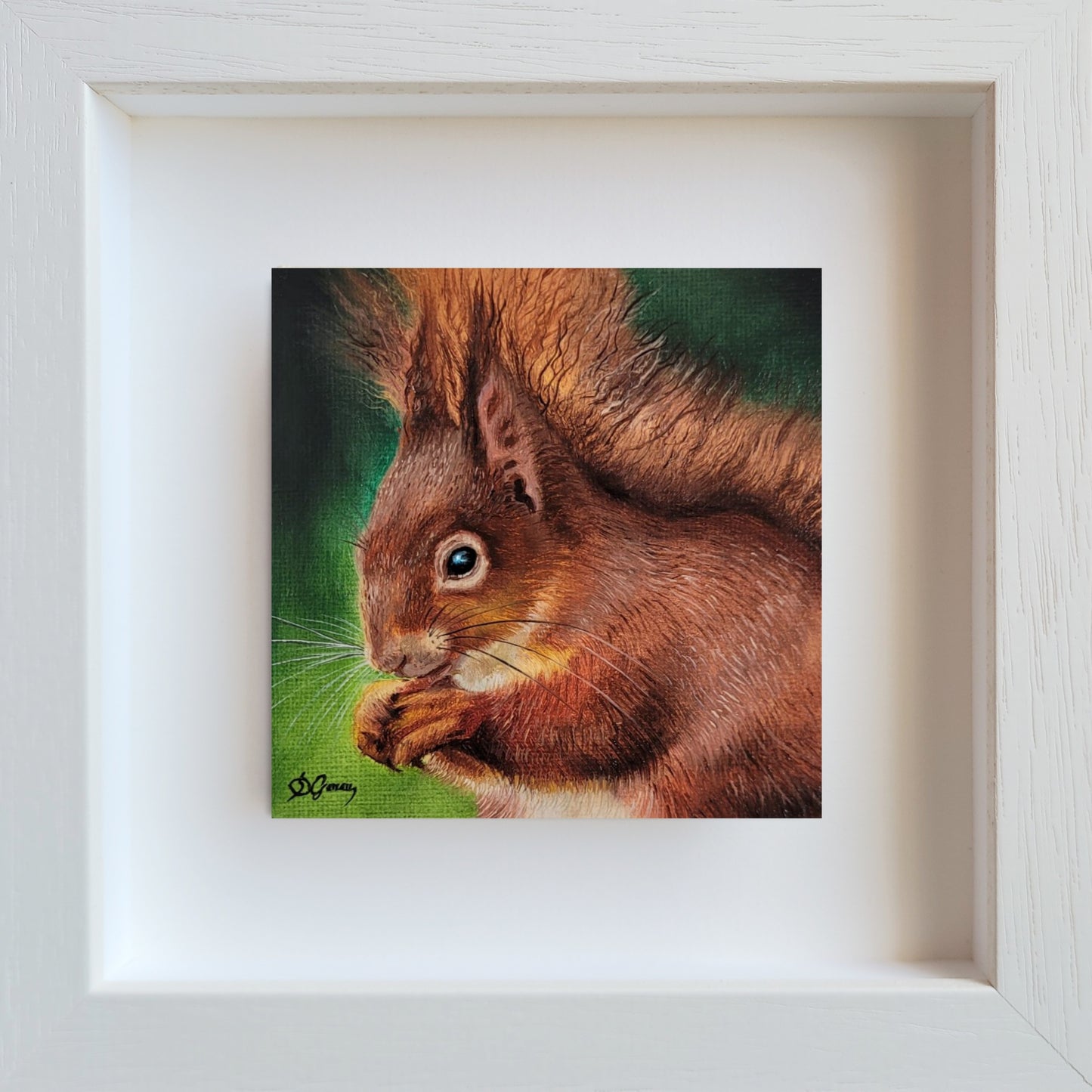 The little forager - The Red Squirrel