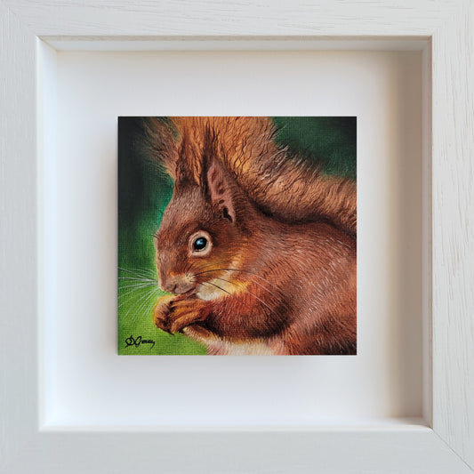 The little forager - The Red Squirrel
