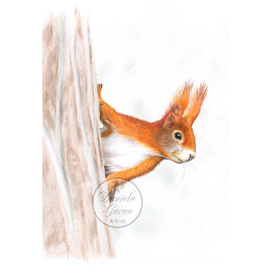 Red Squirrel - Limited Edition Print